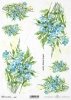 niezapominajka, niezapominajki, kwiat, ogród, łąka, wiosna, autorka grafiki Maria Kopeć, R907, forget-me-not, flower, garden, meadow, spring, Vergissmeinnicht, Blume, Garten, Wiese, Frühling, nomeolvides, flor, jardín, prado, primavera